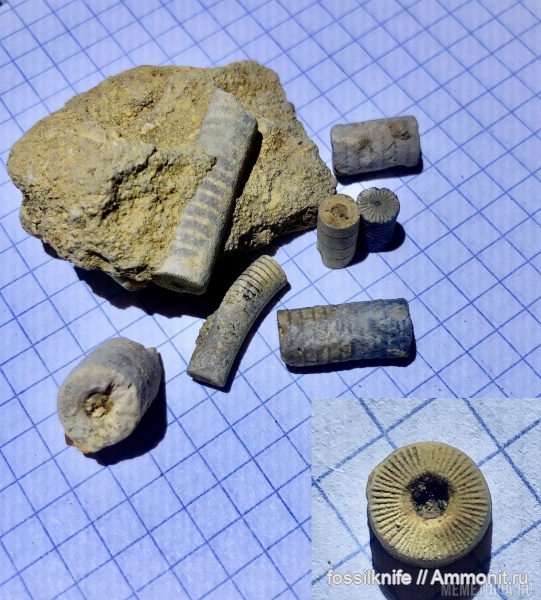 юра, Apiocrinus, Echinodermata, Crinoidea