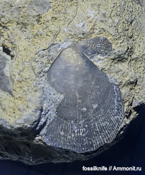 юра, келловей, Pectinidae