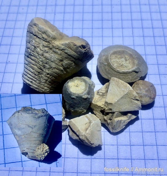 юра, Apiocrinus, Echinodermata, Crinoidea