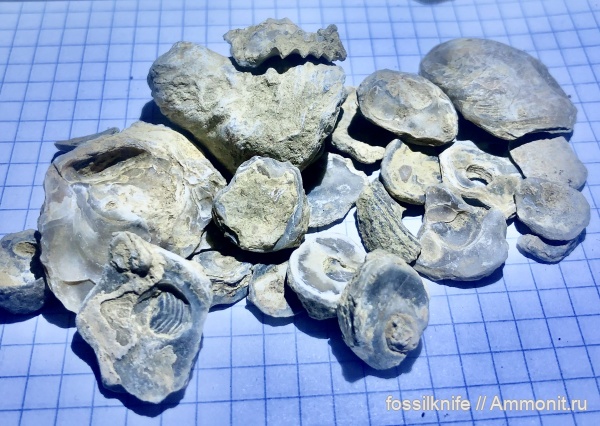 юра, Lopha, зона Quenstedtoceras lamberti, Ostrea, bivalvia