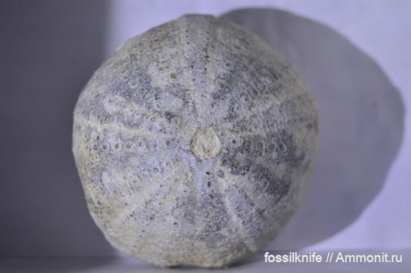 морские ежи, юра, Echinoidea, Echinodermata, Holectypus