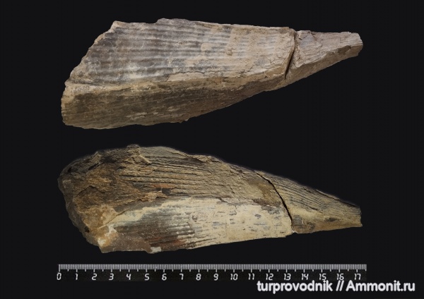 Двухстворчатые моллюски (Bivalvia).