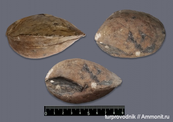 моллюски, двустворчатые моллюски, Крым, Судак, bivalvia