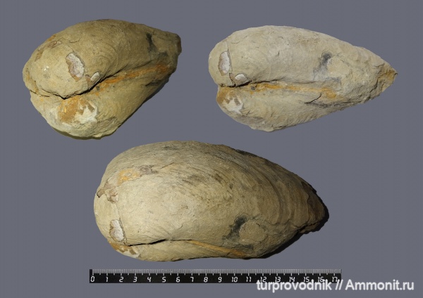 моллюски, Крым, Судак, bivalvia