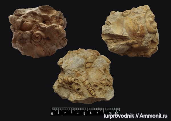 гастроподы, моллюски, брюхоногие моллюски, Крым, Бахчисарай, Gastropoda, pseudozegopleuridae