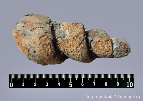 гастроподы, Крым, Gastropoda, Судак, pseudozegopleuridae, стегонозига, stegonozyga ignoratum