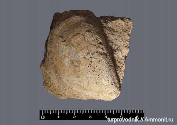 моллюски, двустворчатые моллюски, Крым, Судак, bivalvia, мидии