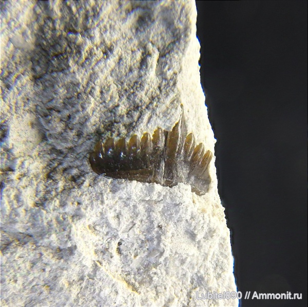 рыбы, нижний карбон, стешевский горизонт, Harpacodus