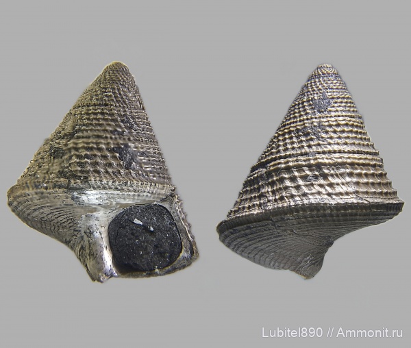 гастроподы, юра, оксфорд, брюхоногие моллюски, Ueckerconulus rouillieri, Ueckerconulus