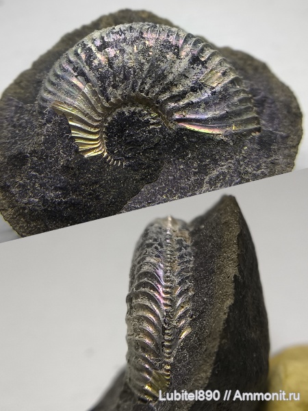 юра, Москворечье, Amoeboceras, верхний оксфорд