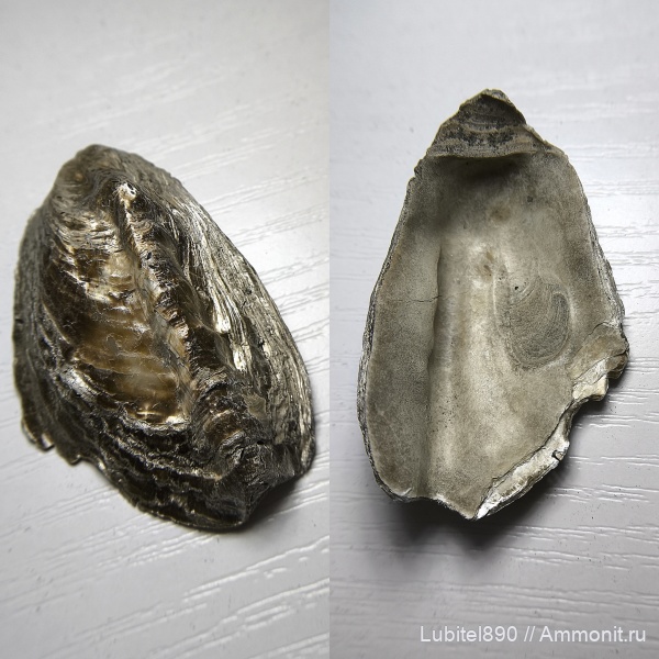 юра, двустворчатые моллюски, Liostrea, Liostrea khoroschovensis