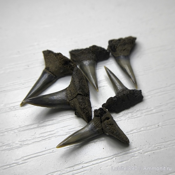 юра, акулы, Sphenodus