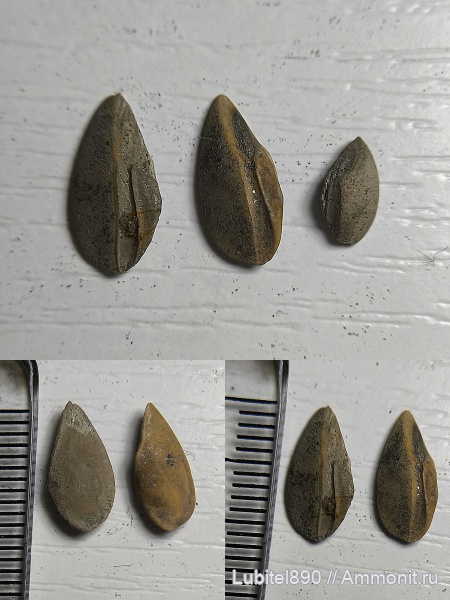 юра, отолиты