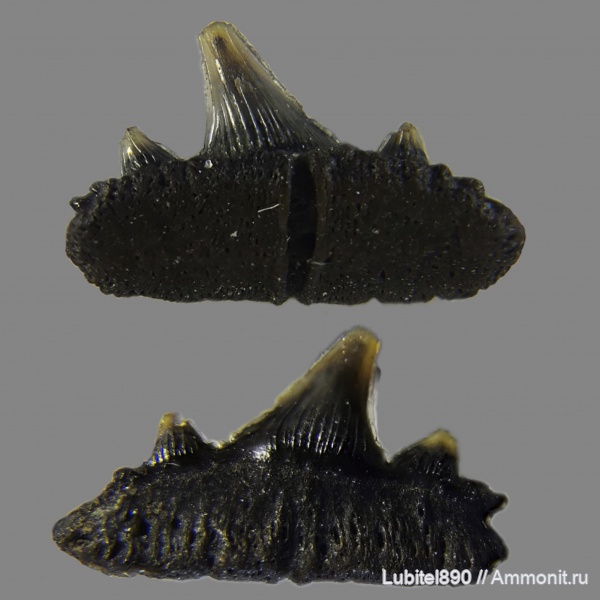 юра, Мневники, зубы акул