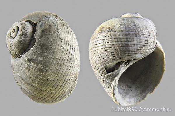 гастроподы, юра, оксфорд, брюхоногие моллюски, Naricopsina