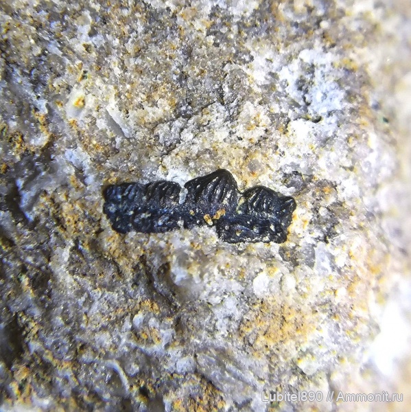 Euselachii, зубы рыб, Mesodmodus