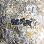 Гжельский Mesodmodus?