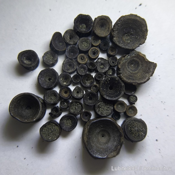 юра, Мневники, позвонки рыб