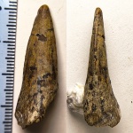 Крупный Ichthyodectiformes.