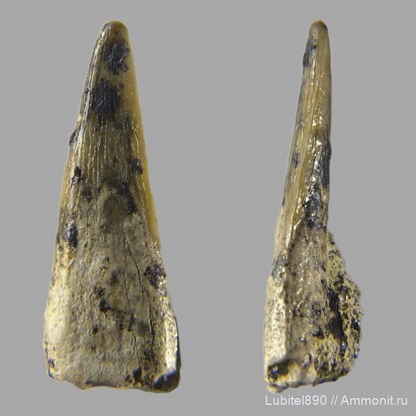 мел, птерозавры, сеноман, Варавино, Ornithocheiridae, Pterosauria