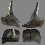 Деформированный зуб. Деформированный зуб.