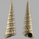 Clathrobaculus inconstantiplicatus(?)