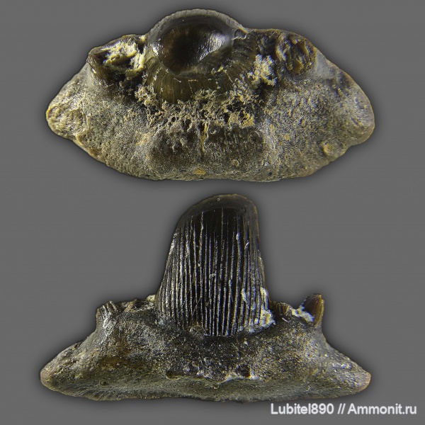 рыбы, нижний карбон, Stethacanthus, зубы рыб