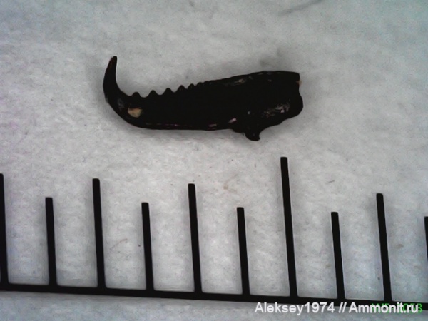 многощетинковые кольчатые черви (челюсти)