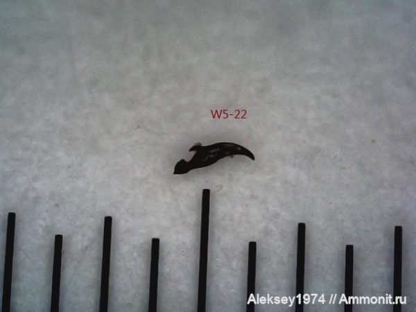 верхний девон, многощетинковые черви, Воронежская область, Polychaeta, scolecodont, с. Орловка