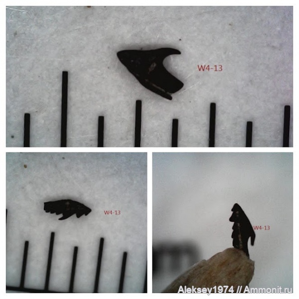 черви, верхний девон, Воронежская область, Polychaeta, scolecodont, Кривоборье