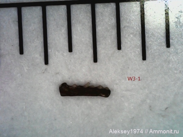 рыбы, верхний девон, Воронежская область, Кривоборье