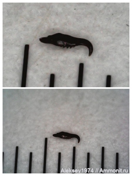 черви, верхний девон, Воронежская область, Polychaeta, scolecodont, с. Орловка