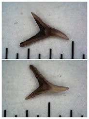 верхний девон, конодонты, Conodonta, Воронежская область, с. Орловка