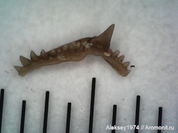 верхний девон, конодонты, Conodonta, Воронежская область, с. Орловка