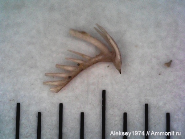 верхний девон, конодонты, Conodonta, Воронежская область, с. Орловка