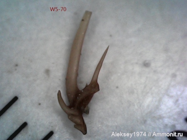 верхний девон, конодонты, Conodonta, Воронежская область, с. Орловка