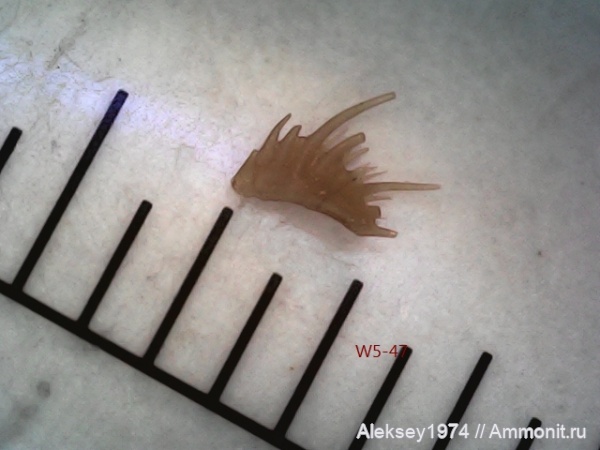 верхний девон, конодонты, Conodonta, Воронежская область, с. Орловка