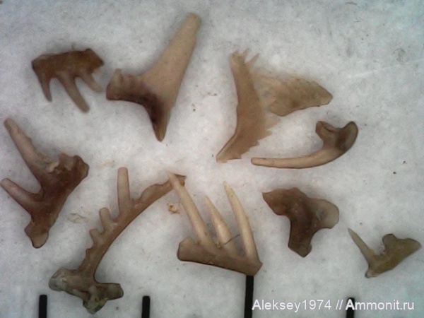 верхний девон, конодонты, Conodonta, Воронежская область, с. Орловка