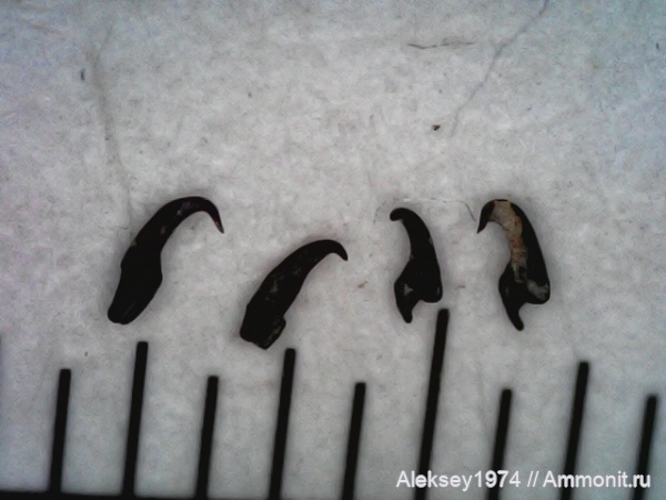 черви, верхний девон, Воронежская область, Polychaeta, scolecodont, с. Орловка