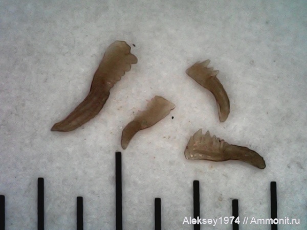 верхний девон, конодонты, Conodonta, Воронежская область, с. Орловка