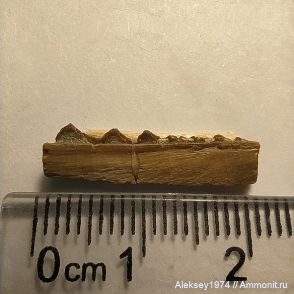 рыбы, верхний девон, Acanthodii, акантоды, Воронежская область, с. Орловка