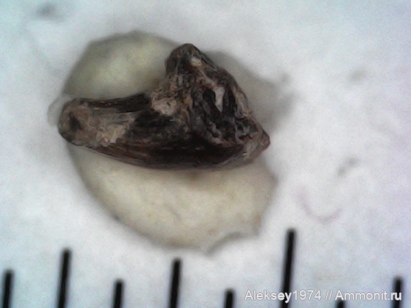 морские рептилии, Крым, верхняя юра, Коктебель