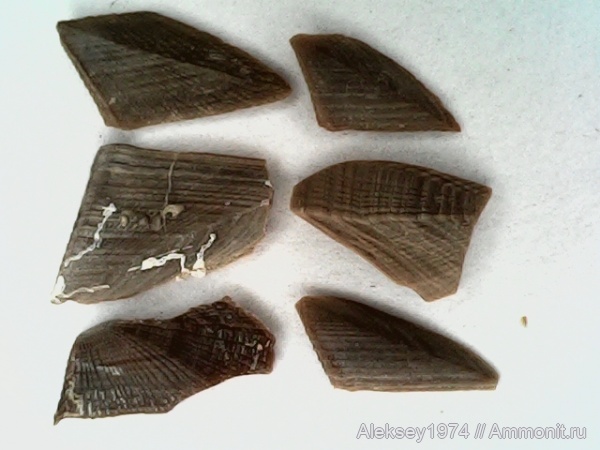 нижний мел, Крым, баррем, Верхоречье, усоногие раки