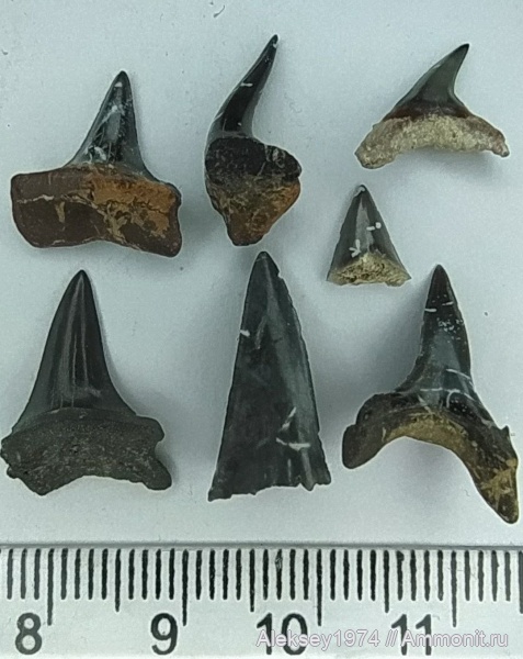 палеоген, Крым, зубы акул, Пролом