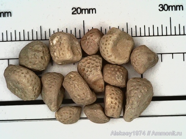 иглокожие, Крым, верхняя юра, Коктебель