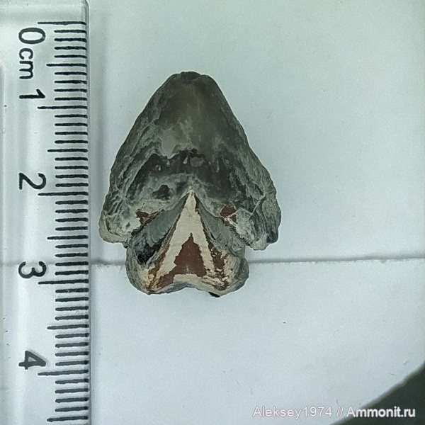 нижний мел, Крым, ринхолиты, феодосия