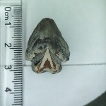 упитанный ринхолит Hadrocheilus (Dentatobeccus) compositus