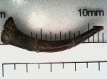 Симфизный зуб лопастепёрой рыбы