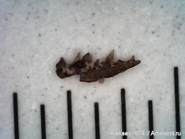 рыбы, верхний девон, Воронежская область, с. Орловка