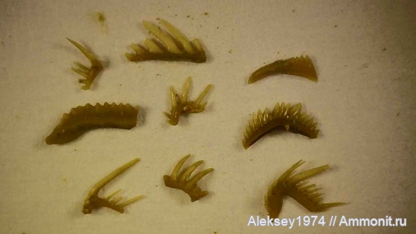 верхний девон, конодонты, Conodonta, Воронежская область, с. Орловка